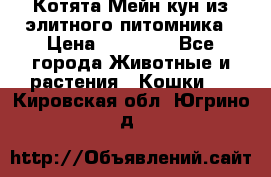 Котята Мейн-кун из элитного питомника › Цена ­ 20 000 - Все города Животные и растения » Кошки   . Кировская обл.,Югрино д.